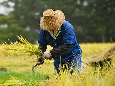 [강촌바일마을] 쌀 등 농산물 수확체험